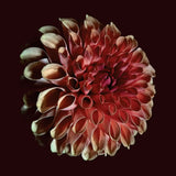 Jessica Moss - Unfolding